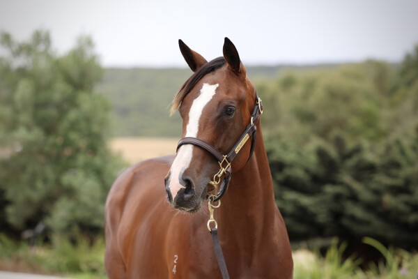 Lot 501: Toronado (IRE) / Beirut