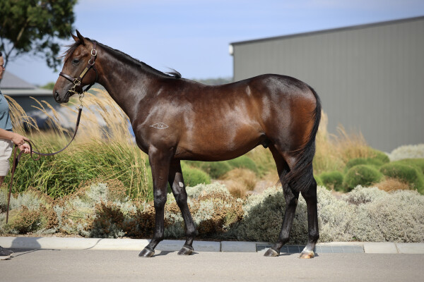 Lot 618: Extreme Warrior / Hard 'n' Tough