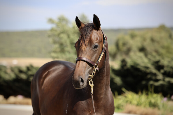 Lot 618: Extreme Warrior / Hard 'n' Tough