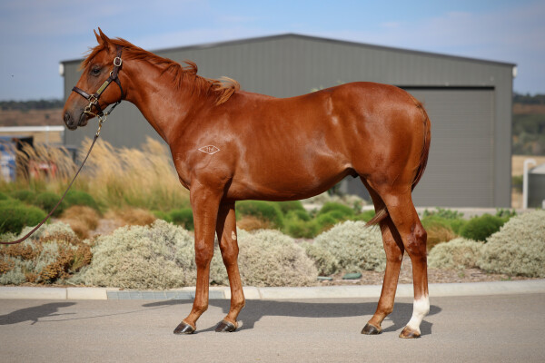 Lot 622: Extreme Warrior / Heart Skipt a Beat