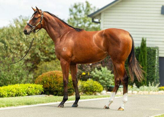 Lot 353: Justify (USA) / Socialize (NZ)