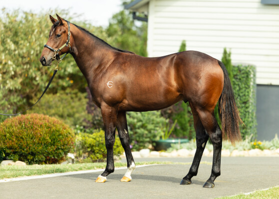 Lot 517: Toronado (IRE) / Big Spirit