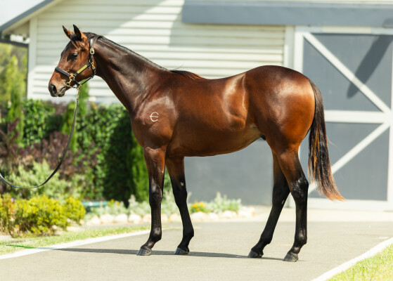 Lot 765: I Am Immortal / Aiguille du Midi (NZ)