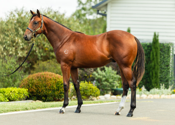 Lot 797: Russian Revolution / Champagne Tastes