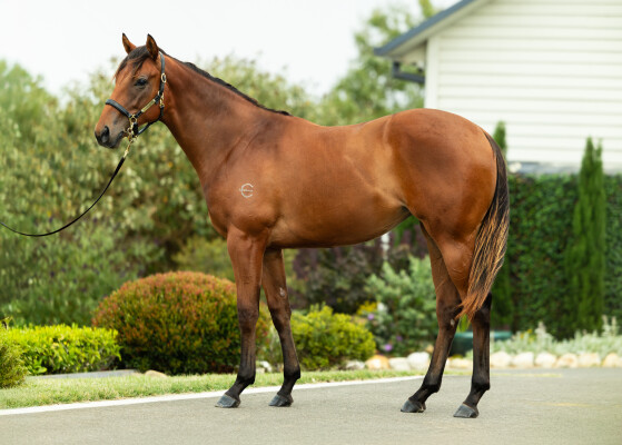 Lot 808: Farnan / Ridicule