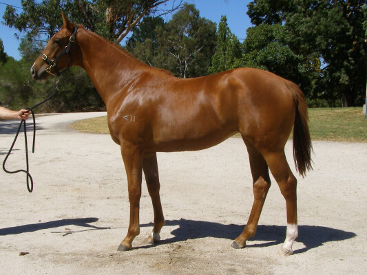 Lot 799: Hanseatic / Chokita