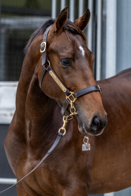 Lot 80: Rubick / Glass Warrior