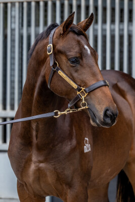 Lot 80: Rubick / Glass Warrior