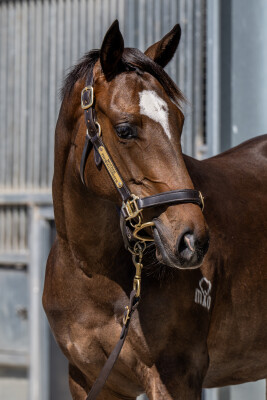 Lot 222: Brave Smash (JPN) / My Miss Pedrille