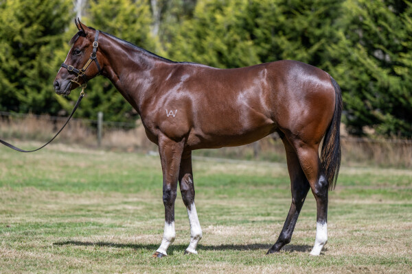 Lot 77: Toronado (IRE) / Gee Gee Double Dee