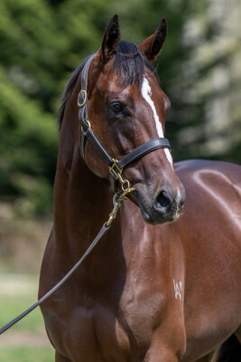 Lot 77: Toronado (IRE) / Gee Gee Double Dee