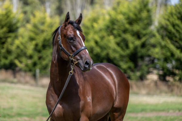Lot 77: Toronado (IRE) / Gee Gee Double Dee