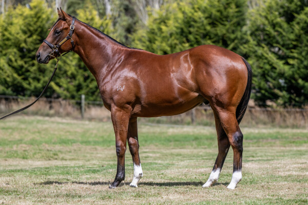 Lot 98: Jacquinot / Hela