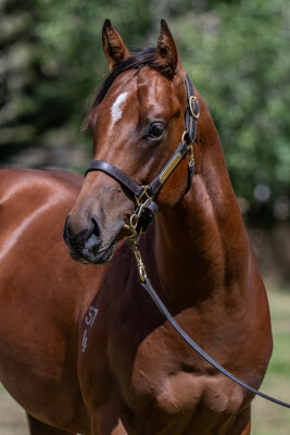 Lot 98: Jacquinot / Hela