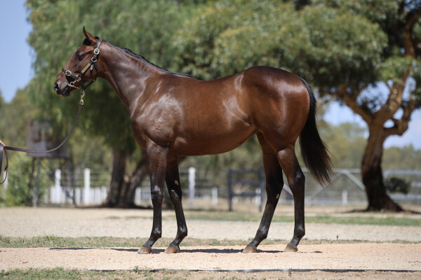 Lot 63: Blue Point (IRE) / Forever Free