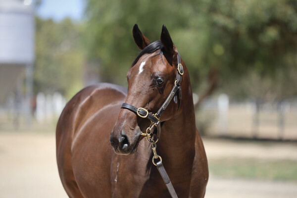 Lot 63: Blue Point (IRE) / Forever Free