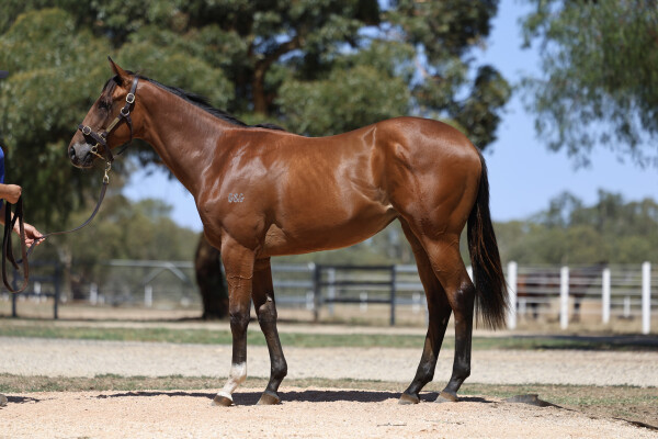 Lot 101: Brazen Beau / Hidden