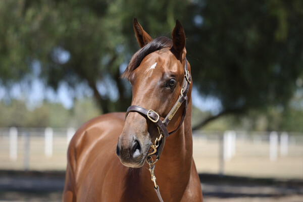 Lot 101: Brazen Beau / Hidden