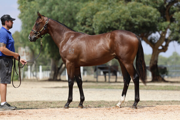 Lot 109: Snitzel / Hot Augusta (NZ)