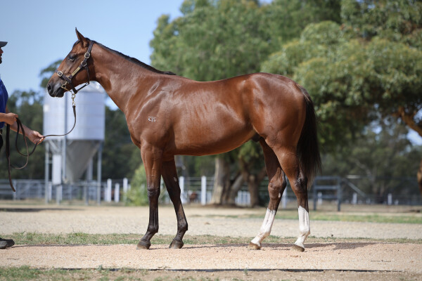 Lot 220: Wooded (IRE) / My Lady Zena (NZ)