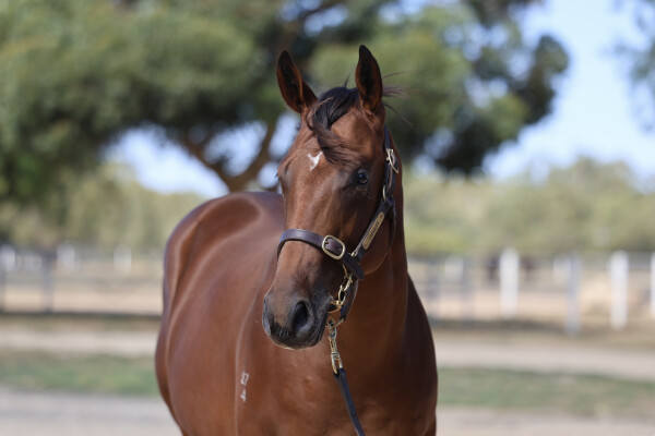 Lot 220: Wooded (IRE) / My Lady Zena (NZ)