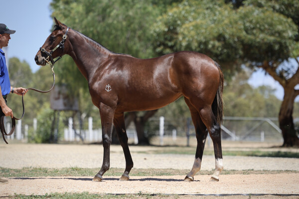 Lot 235: Lucky Vega (IRE) / Nooks and Crannies