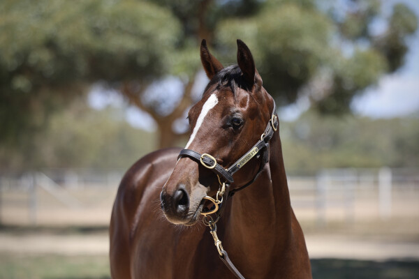 Lot 235: Lucky Vega (IRE) / Nooks and Crannies