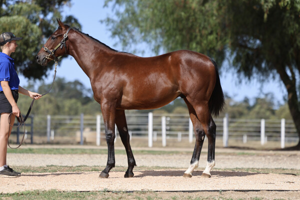 Lot 303: Blue Point (IRE) / Runaway River