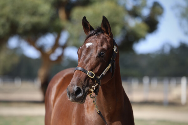 Lot 303: Blue Point (IRE) / Runaway River