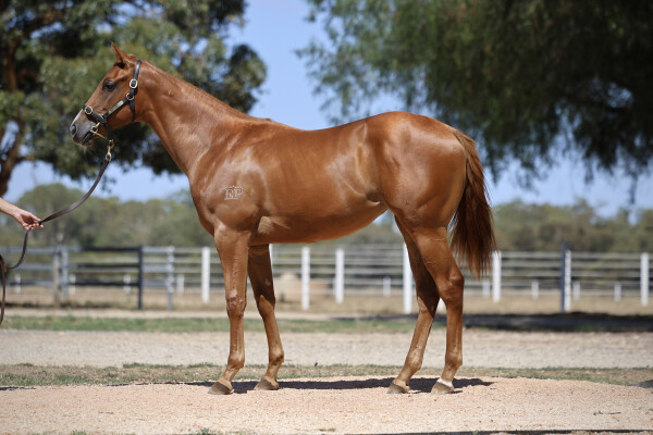 Lot 314: Street Boss (USA) / Scratchy Lass