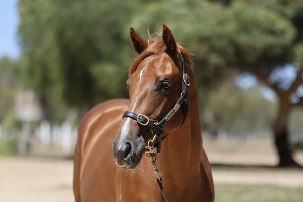 Lot 314: Street Boss (USA) / Scratchy Lass