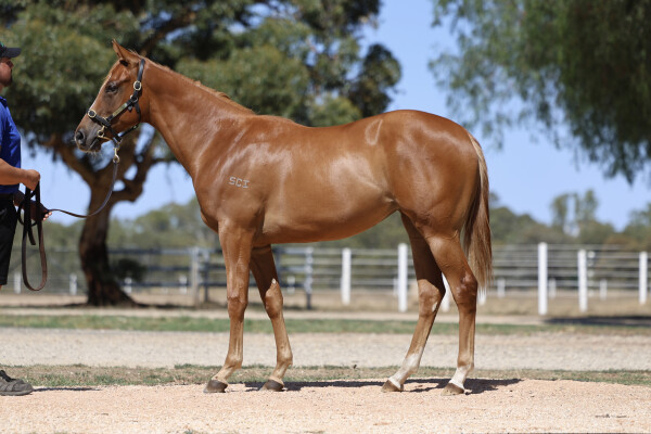 Lot 378: Toronado (IRE) / Summer Wind