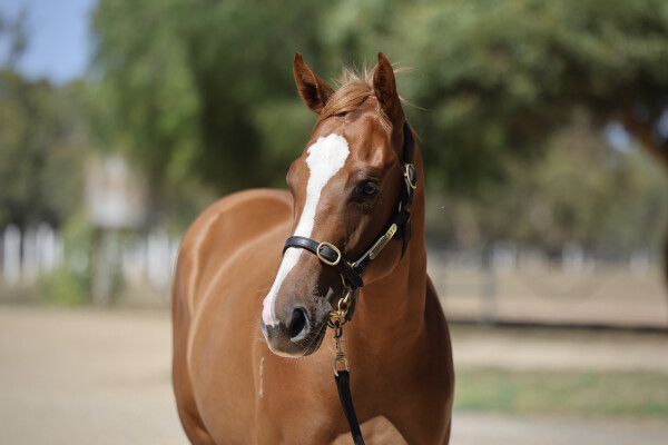 Lot 378: Toronado (IRE) / Summer Wind