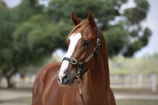 Lot 361: Justify (USA) / Spirit of Carbine