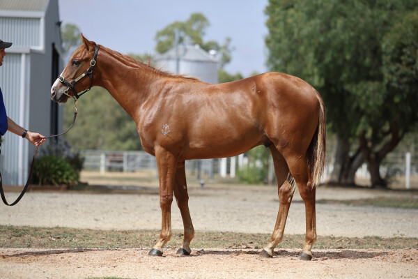 Lot 387: Starspangledbanner / Swift Sis
