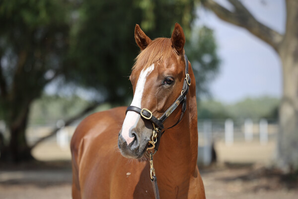 Lot 387: Starspangledbanner / Swift Sis