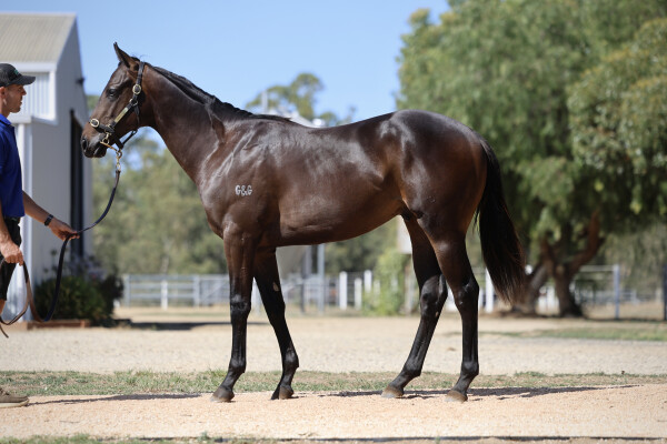 Lot 448: Brave Smash (JPN) / You are Persistent