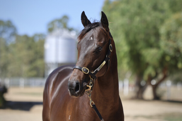 Lot 448: Brave Smash (JPN) / You are Persistent