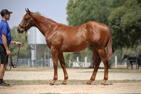 Lot 578: Pinatubo (IRE) / Curtana