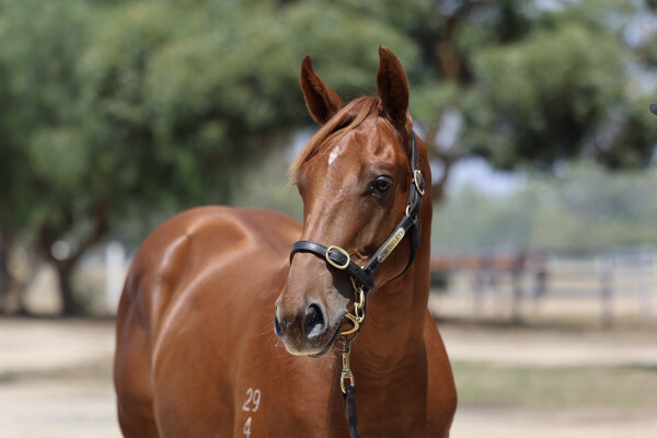 Lot 578: Pinatubo (IRE) / Curtana