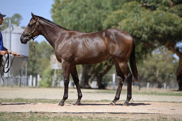Lot 651: St Mark's Basilica (FR) / Lucky Wick