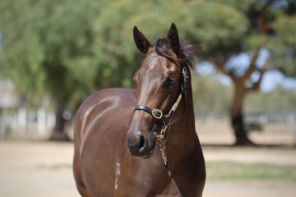 Lot 651: St Mark's Basilica (FR) / Lucky Wick