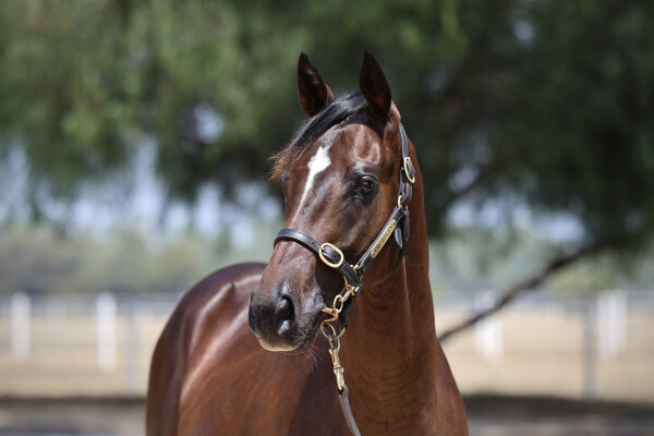 Lot 697: Dirty Work / Royal Glow