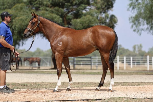 Lot 698: Ghaiyyath (IRE) / Rue de Rivoli