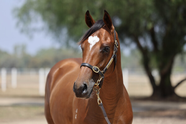 Lot 698: Ghaiyyath (IRE) / Rue de Rivoli