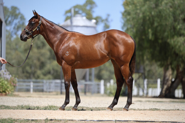 Lot 706: Pinatubo (IRE) / Shameless Tart (NZ)