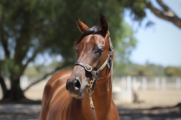 Lot 706: Pinatubo (IRE) / Shameless Tart (NZ)