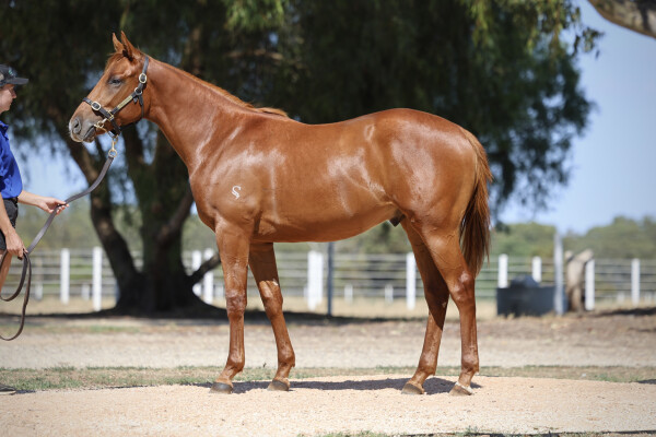 Lot 776: Fierce Impact (JPN) / Belief