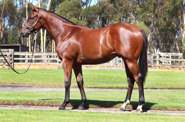 Lot 614: Extreme Warrior / Grammys