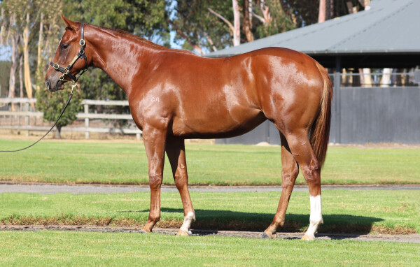 Lot 655: Hanseatic / Manhattan Sky